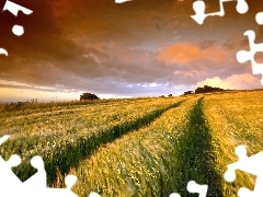 west, field, cereals, sun