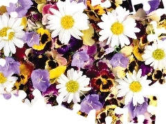 Flowers, different, chamomile, ##, pansies, color