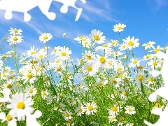 blue, Flowers, chamomile, Sky