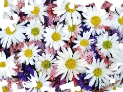 chamomile, common, Flowers, cornflowers, color