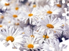 Flowers, chamomile