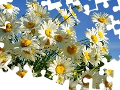 Flowers, chamomile