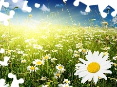 rays, Meadow, chamomile, sun