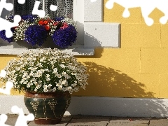 Window, lobelia, chamomile, pots