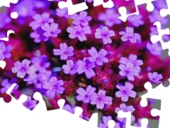 Flowers, Verbena garden, change