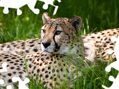 resting, Cheetah