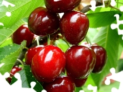 cherries