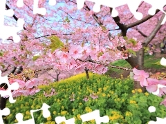 cherry, Japan, Blossoming