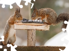 squirrels, chess