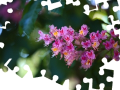 chestnut, Pink, Flowers