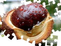 fruit, chestnut