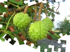 chestnut, maturing, Fruits