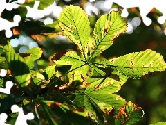 Leaf, chestnut