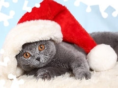 Hat, British Shorthair Cat, Christmas