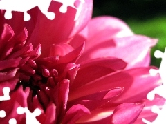 chrysanthemum, flakes, Flower