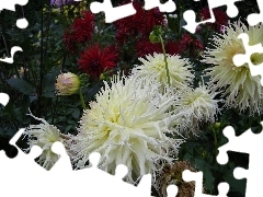 Flowers, Garden, chrysanthemum, summer