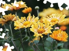 Chrysanthemums