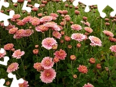 change, Flowers, Chrysanthemums, Pink