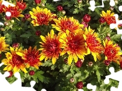 Flowers, Chrysanthemums