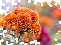 Orange, Chrysanthemums