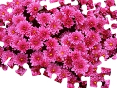 Pink, Chrysanthemums