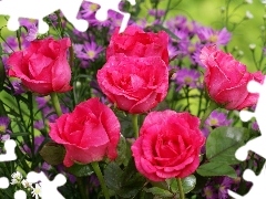 Red, Pink, Astra, roses