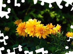 Yellow, Chrysanthemums
