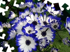 cineraria, blue, White