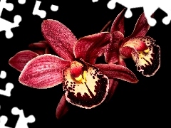 claret, orchid, multicolored