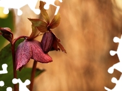 claret, Colourfull Flowers, Bear