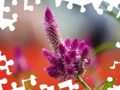 The herb, Colourfull Flowers, Celosia, claret