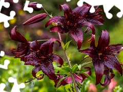 Flowers, Tiger lily, claret