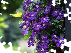 pendant, Clematis