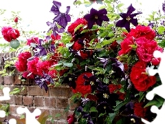 Clematis, Red, roses