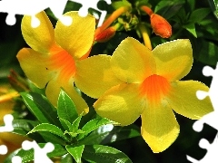 Alamanda, Flowers, climber, Yellow