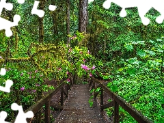 trees, The United States, forest, viewes, rhododendron, Climbers, bridge, Redwood National Park, California, wooden, redwoods