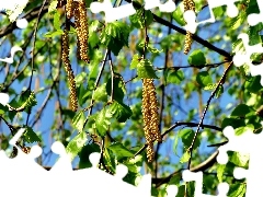 Blossoming, Spring, Close, birch-tree