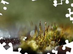 Close, Bokeh, lichens, blades, mosses