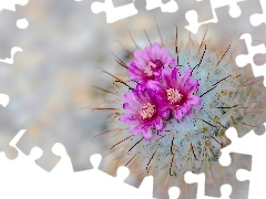 Close, flower, Cactus