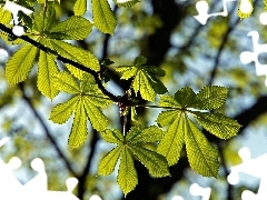 Close, Leaf, chestnut