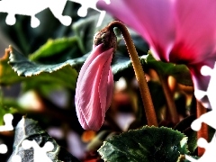 Cyclamen, leaf, Close, doughnut