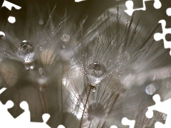 Common Dandelion, drops, Close, dandelion