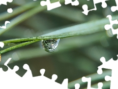 needles, Close, drops, conifer, Two