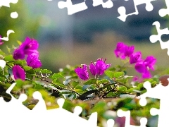 Flowers, leaves, Close, Bougainvillea