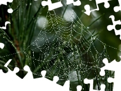 grass, Water drops, Close, Web