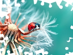 ladybird, puffball, Close, dandelion