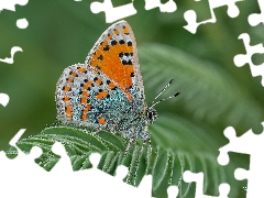 Close, butterfly, leaf