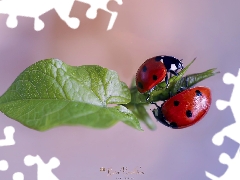 Close, ladybugs, leaf