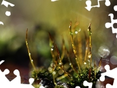 mosses, blades, Close, lichens