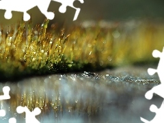 mosses, Bokeh, Close, blades